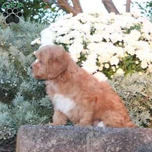 Dahlia, Forever Puppy